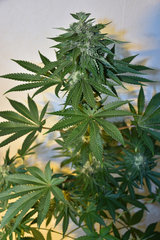 Alchemy x TBB 12 +41J
