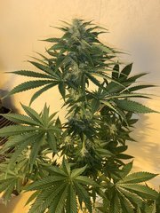 Alchemy x TBB (6) (Copier).JPG