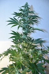 Head Banger 4# 12 +35J (5)
