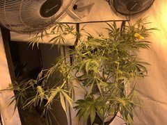 lavender x TBB 3# 13 Folioles