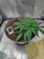 cro (10).jpg