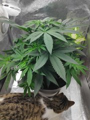 cro (24).jpg