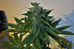 Alchemy x TBB 12 +41J