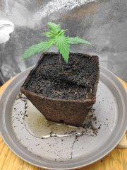 pousse (12).jpg