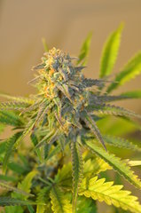 Fast Flowering Green Crack de HSO