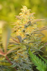 Fast Flowering Green Crack de HSO