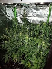 RQS QO 4