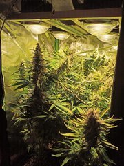 RQS QO 6