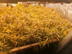 Scrog core cut