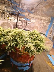 IMG_20210103_202255.jpg