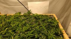 IMG_20210109_171029138.jpg