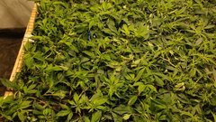 IMG_20210109_171036190.jpg