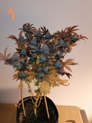 Watermelon zkittles s1 pcg #1
