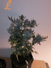Watermelon zkittles s1 pcg #2