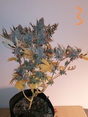Watermelon zkittles s1 pcg #3