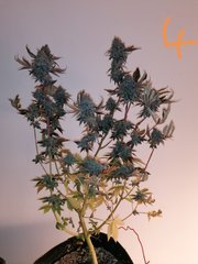 Watermelon zkittles s1 pcg #4
