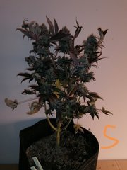 Watermelon zkittles s1 pcg #5