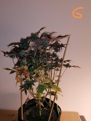Watermelon zkittles s1 pcg #6