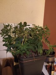 IMG_20210116_001312