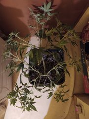 IMG_20210116_001407