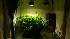 IMG_20210116_174455150.jpg