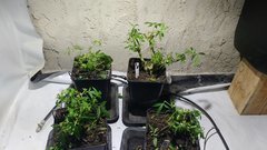 IMG_20210116_175446158.jpg