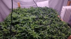 IMG_20210116_175548683.jpg