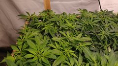 IMG_20210116_175629513.jpg