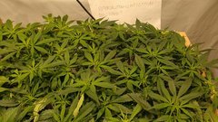 IMG_20210116_175639060.jpg