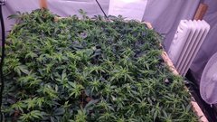 IMG_20210116_182629248.jpg