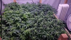IMG_20210123_204643131.jpg