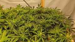 IMG_20210123_204658658.jpg