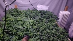 IMG_20210126_202442653.jpg