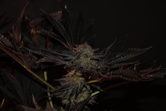 Chocolate Zkittles fin 7éme Semaine de flo