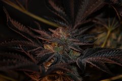 Chocolate Zkittles