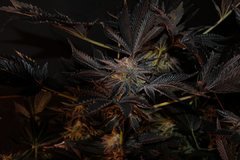 Chocolate Zkittles 50 jours de flo