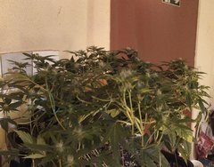 PANO_20210124_193954.jpg