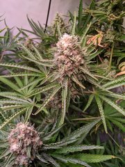 Pineapple Critical #1