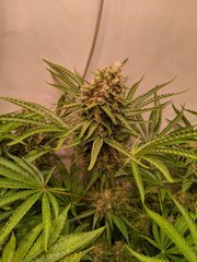 Pineapple Critical #1