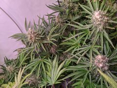 Pineapple Critical #1