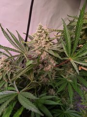 Pineapple Critical #3