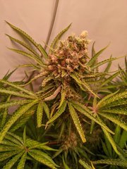 Pineapple Critical #1