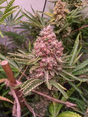 Pineapple Critical #1