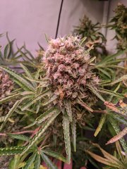 Pineapple Critical #1