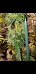 Amnesia Haze