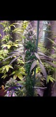 Amnesia Haze