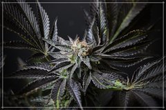 Chocolate Zkittles 6éme de flo