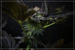 Chocolate Zkittles