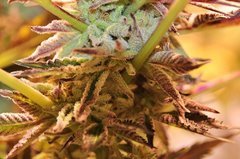 Chocolate zkittles 8 semaines de flo
