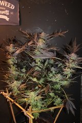 Chocolate zkittles 8 semaines de flo (11 de 12/12)